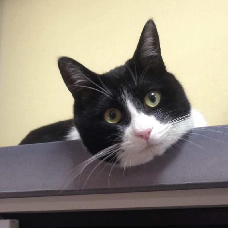 猫