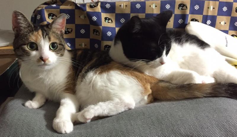猫