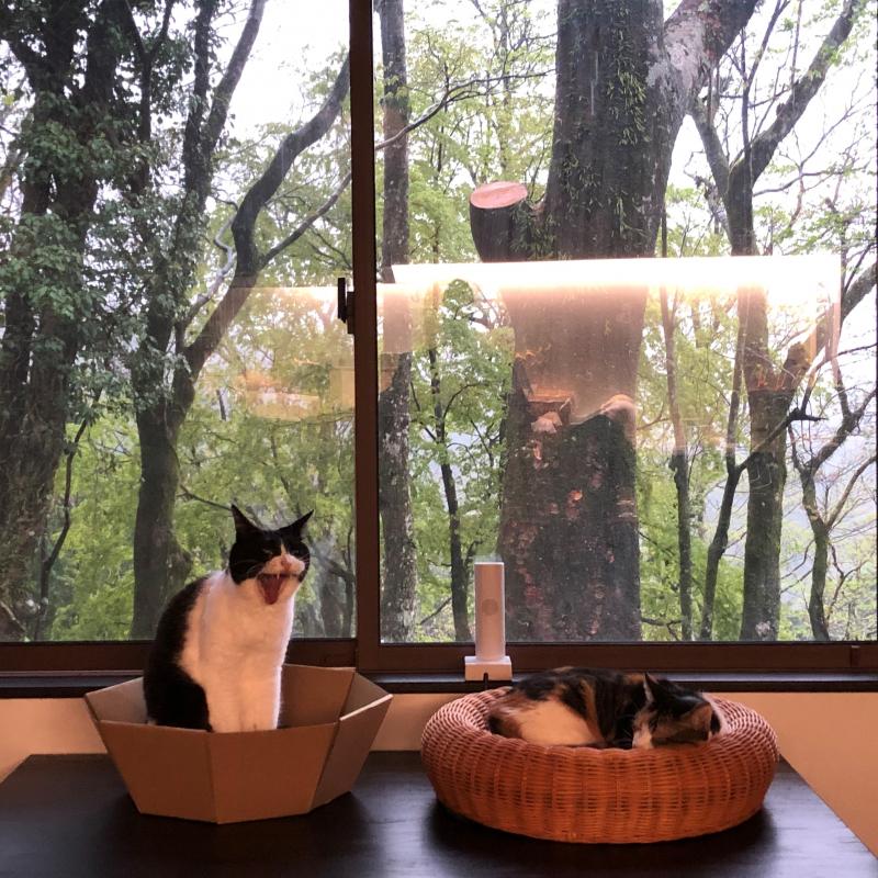4月猫