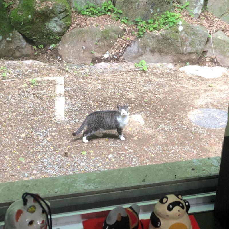 5月猫