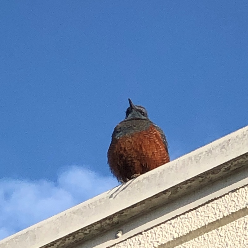 鳥
