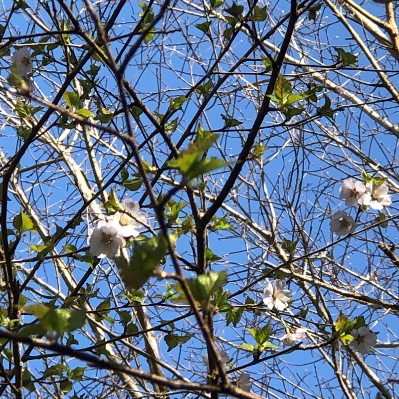 桜