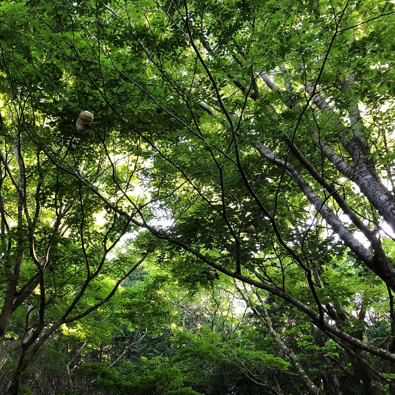 木
